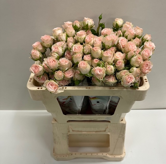 Rosa tros roslin SB.jpg